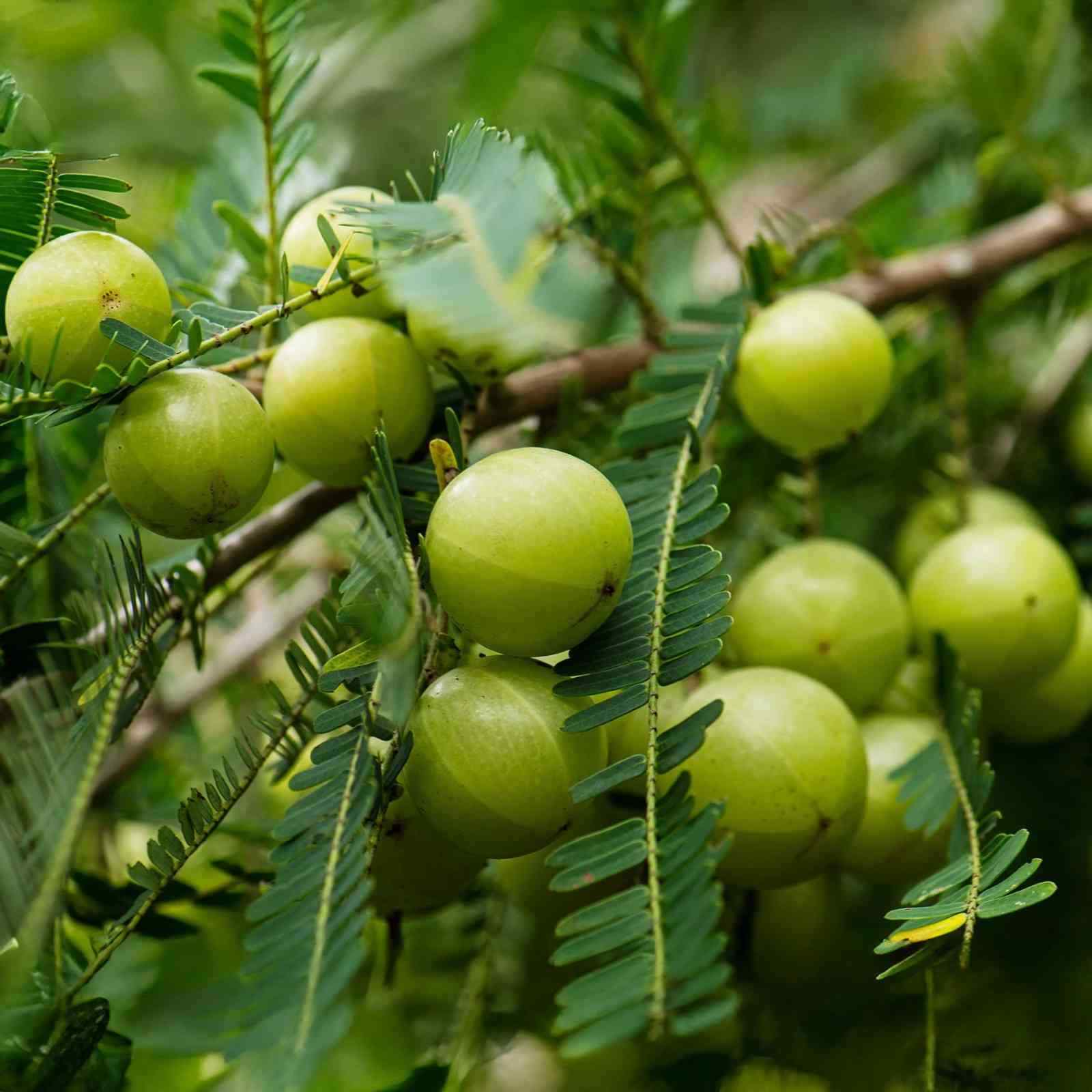  Amla Extract