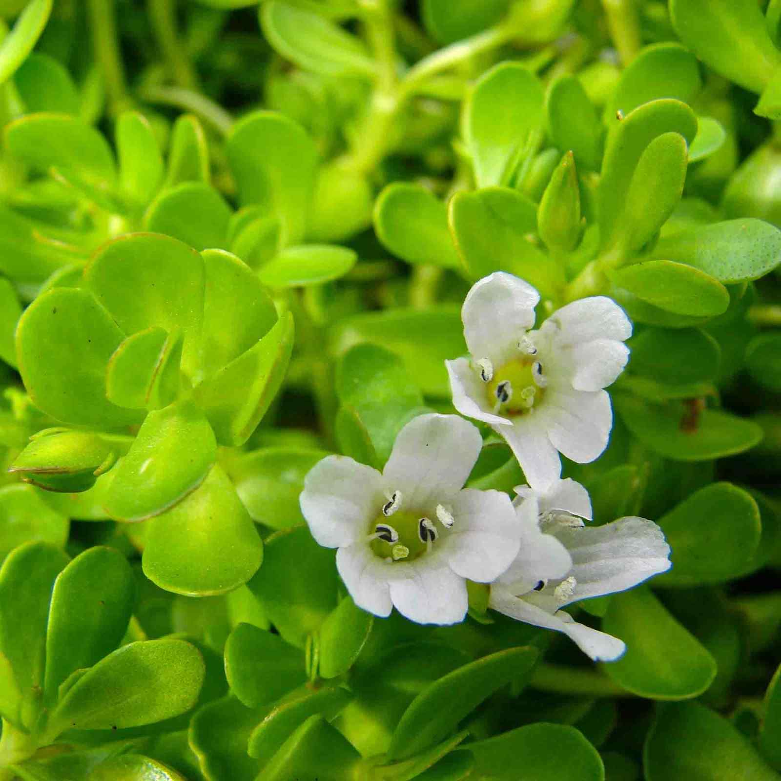  Bacopa Extract