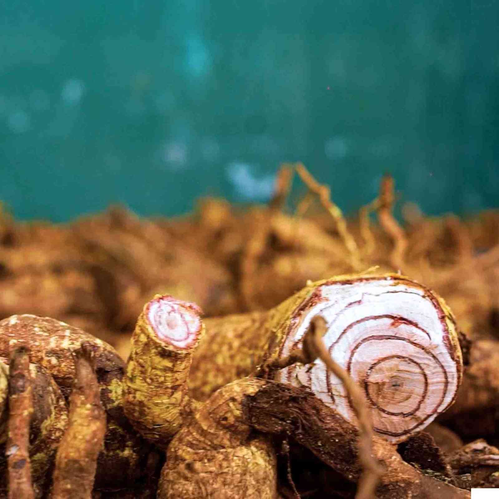  Salacia Extract