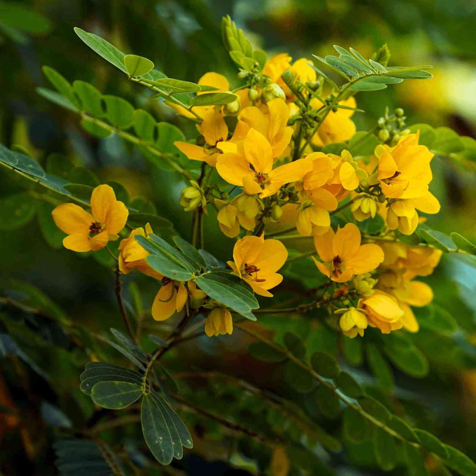  Senna Extract