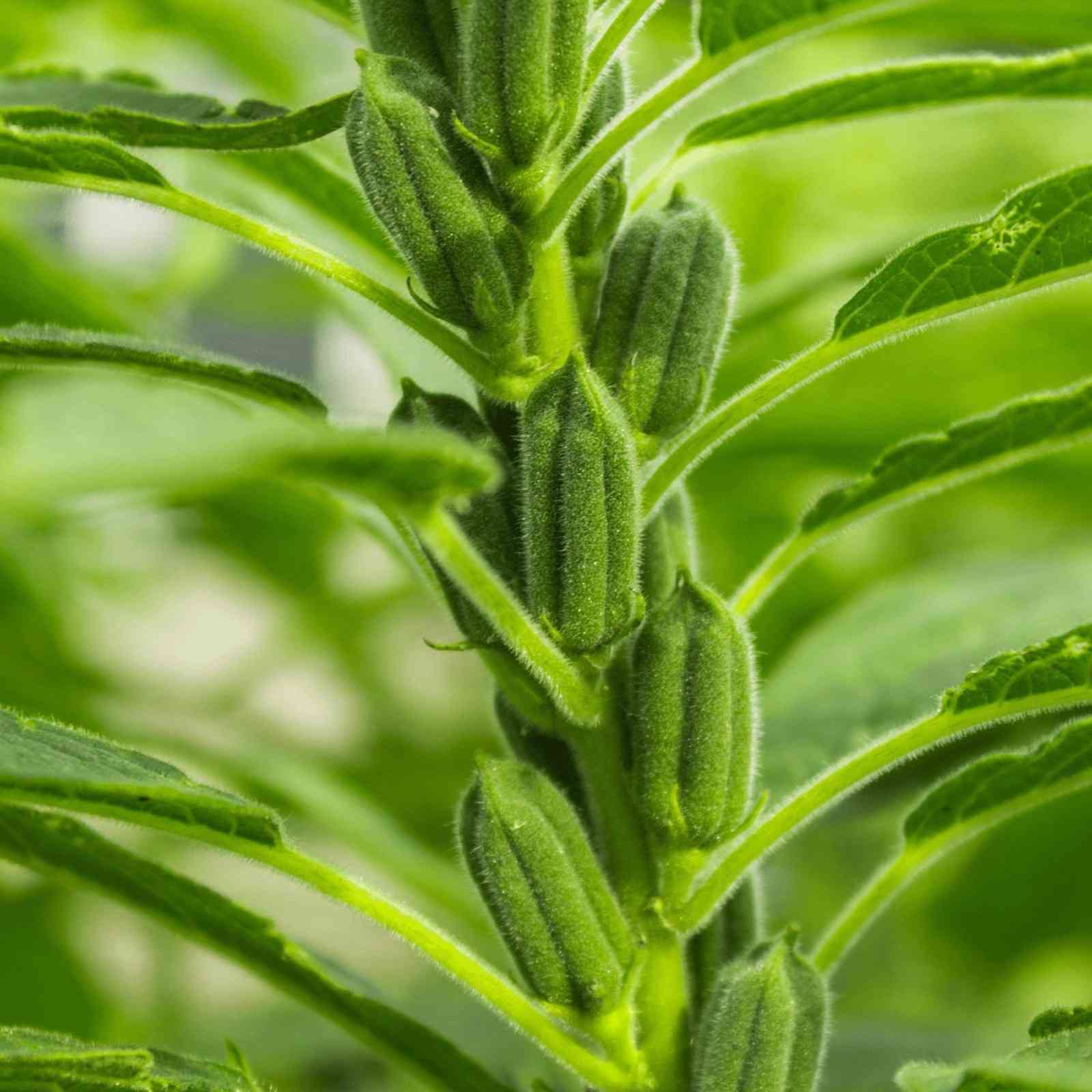  Sesame Seed Extract
